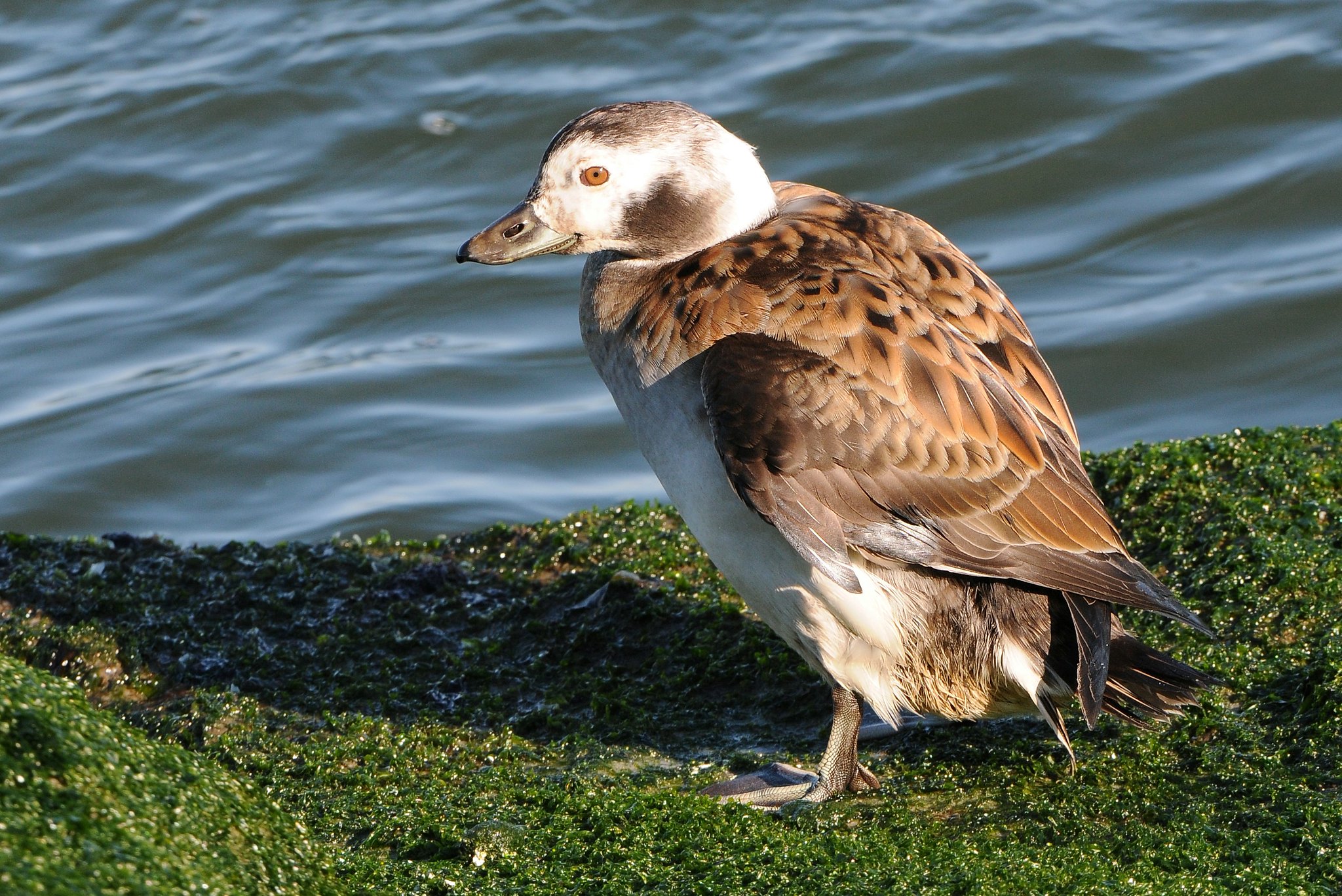 Alfågel