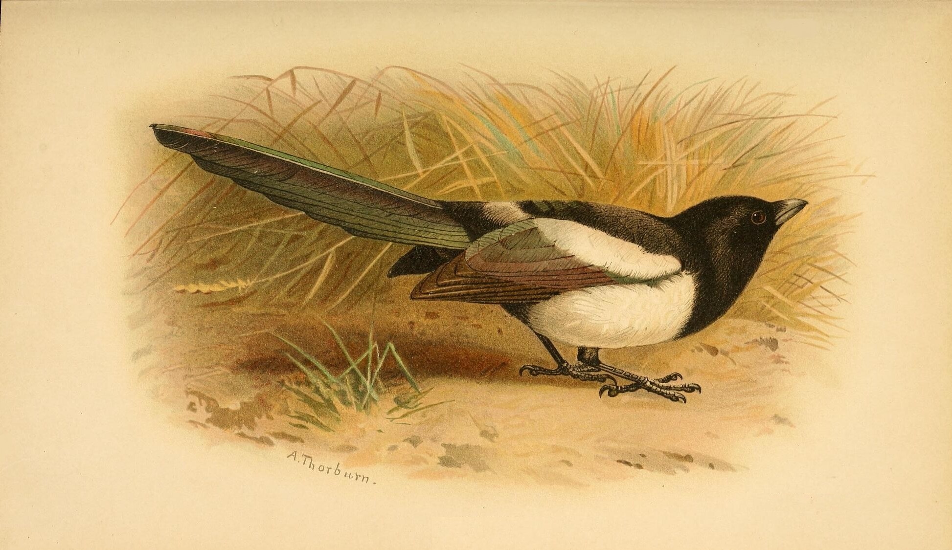 Skata