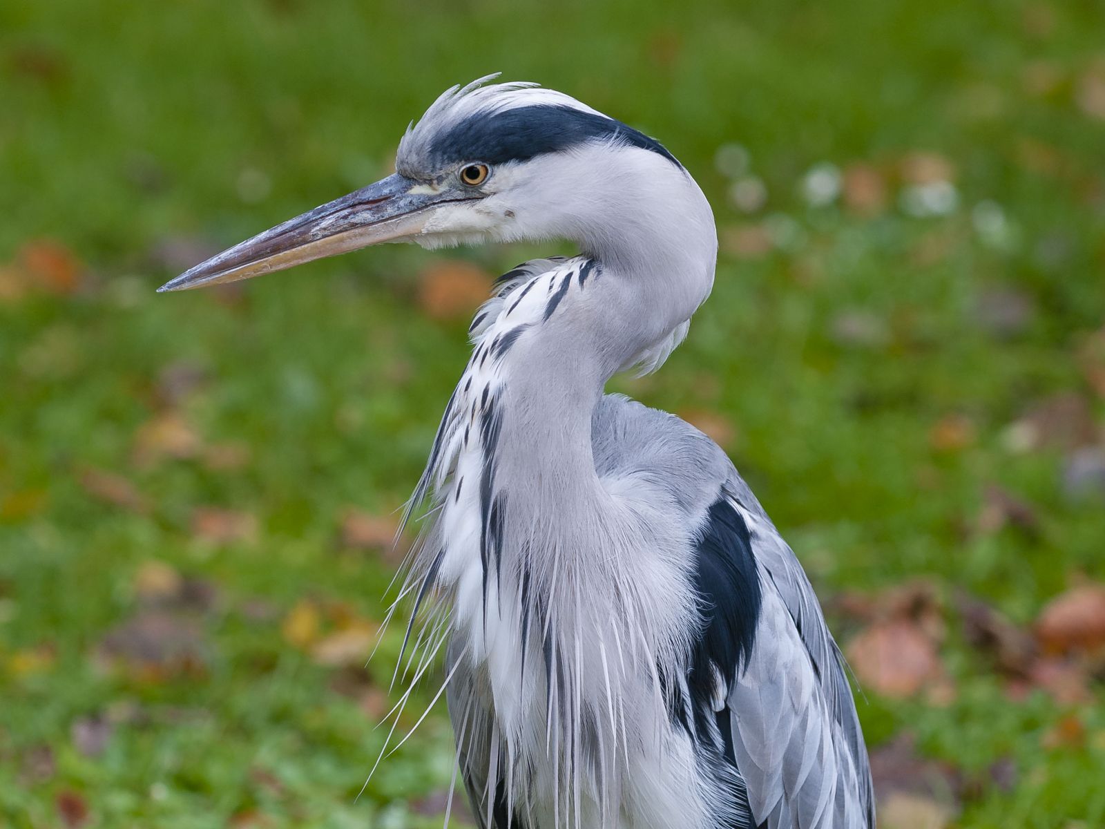 Gråhäger