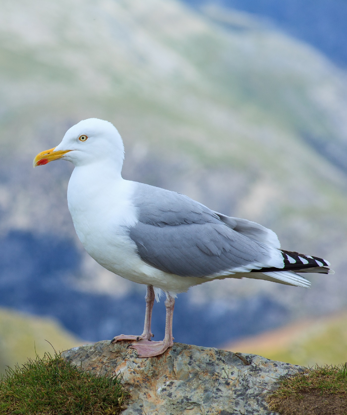 Gråtrut