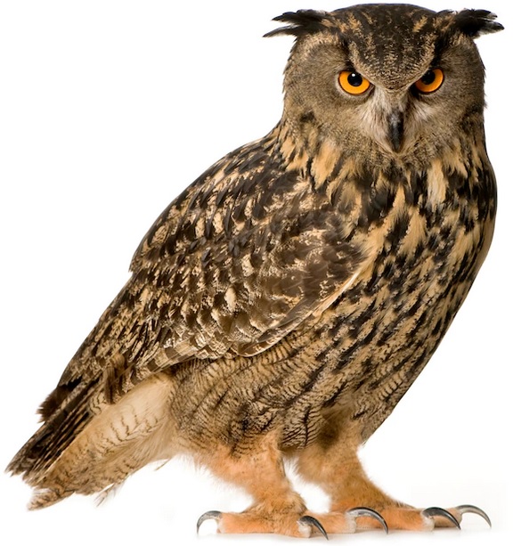 Berguv