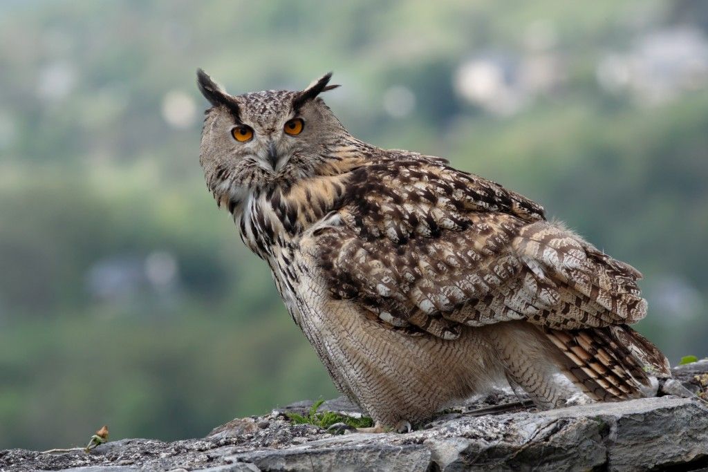 Berguv