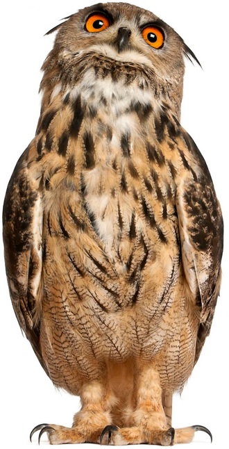 Berguv