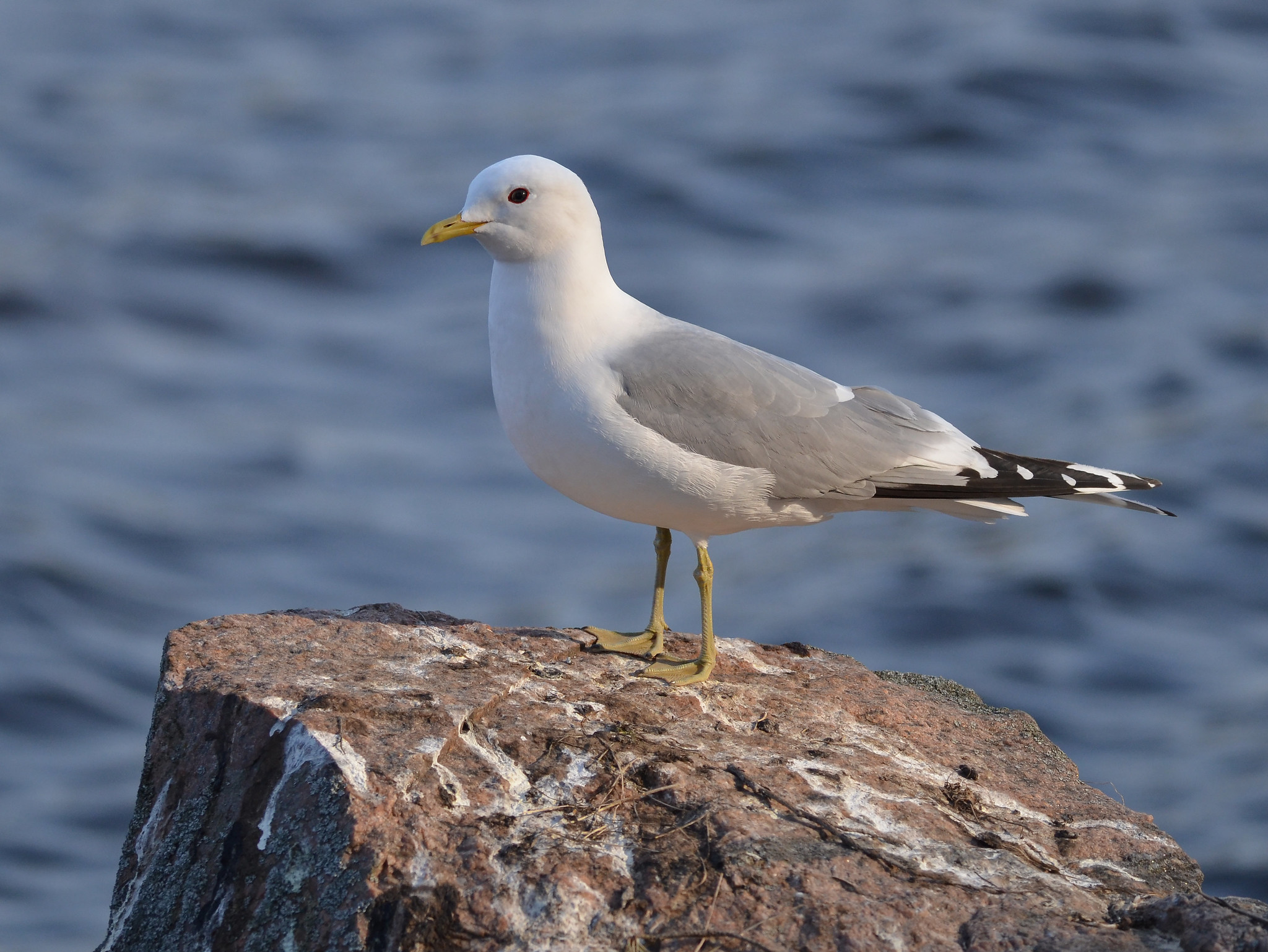 Fiskmås