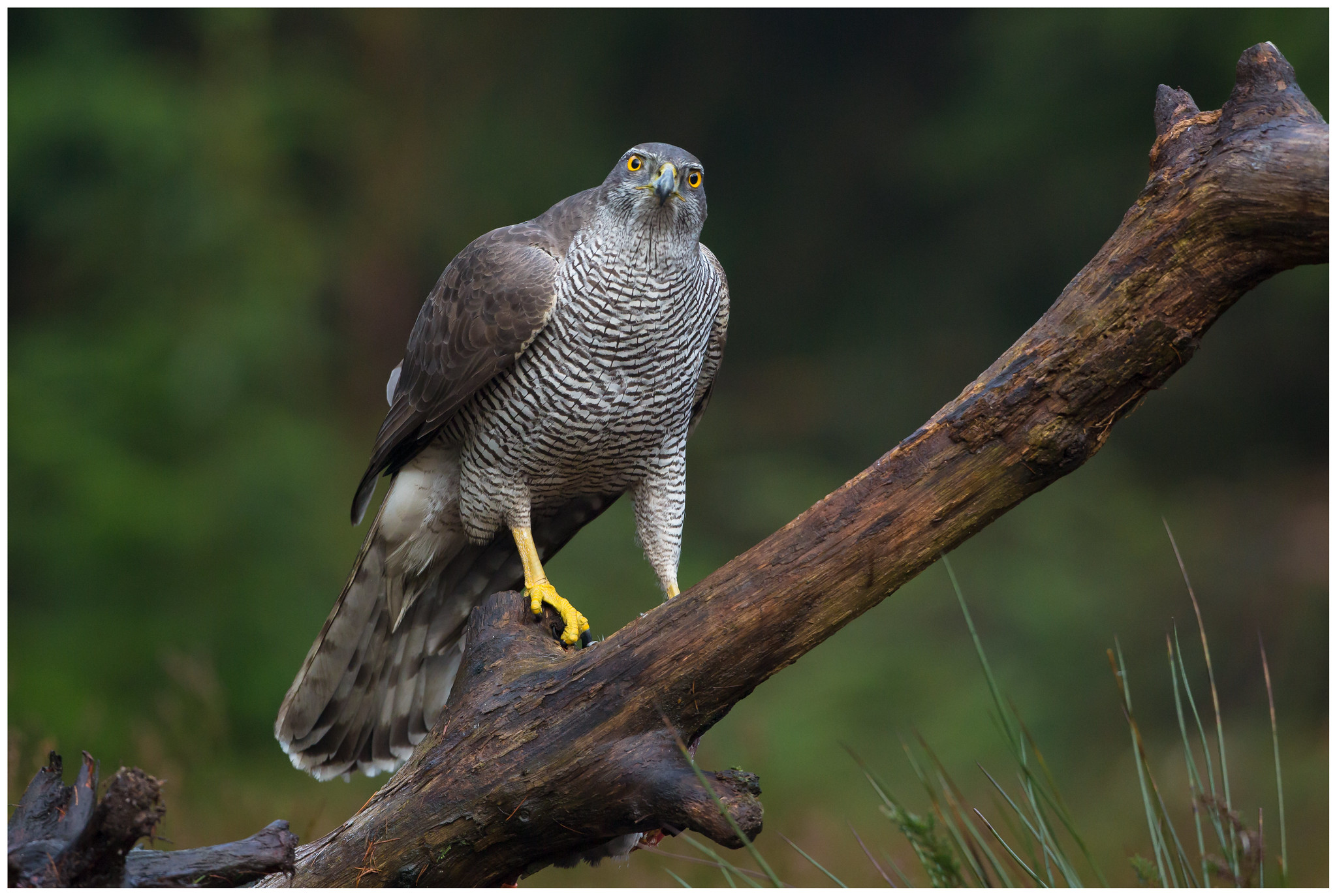 Duvhök