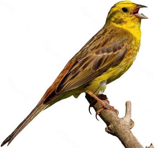Gulsparv
