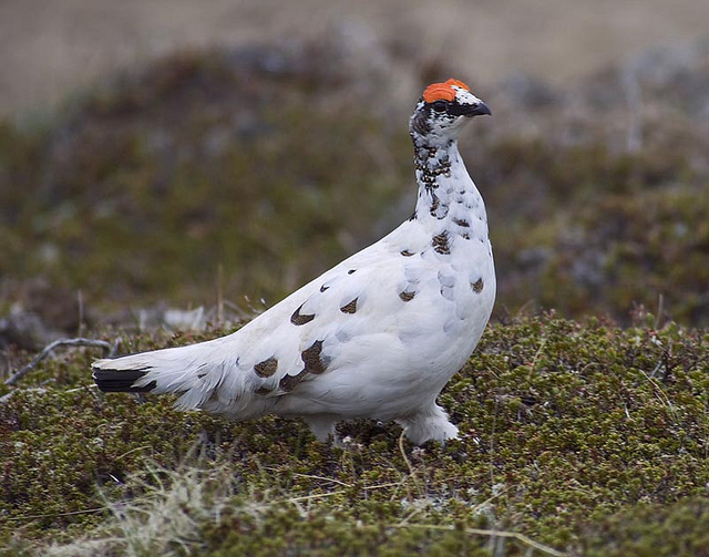 Fjällripa