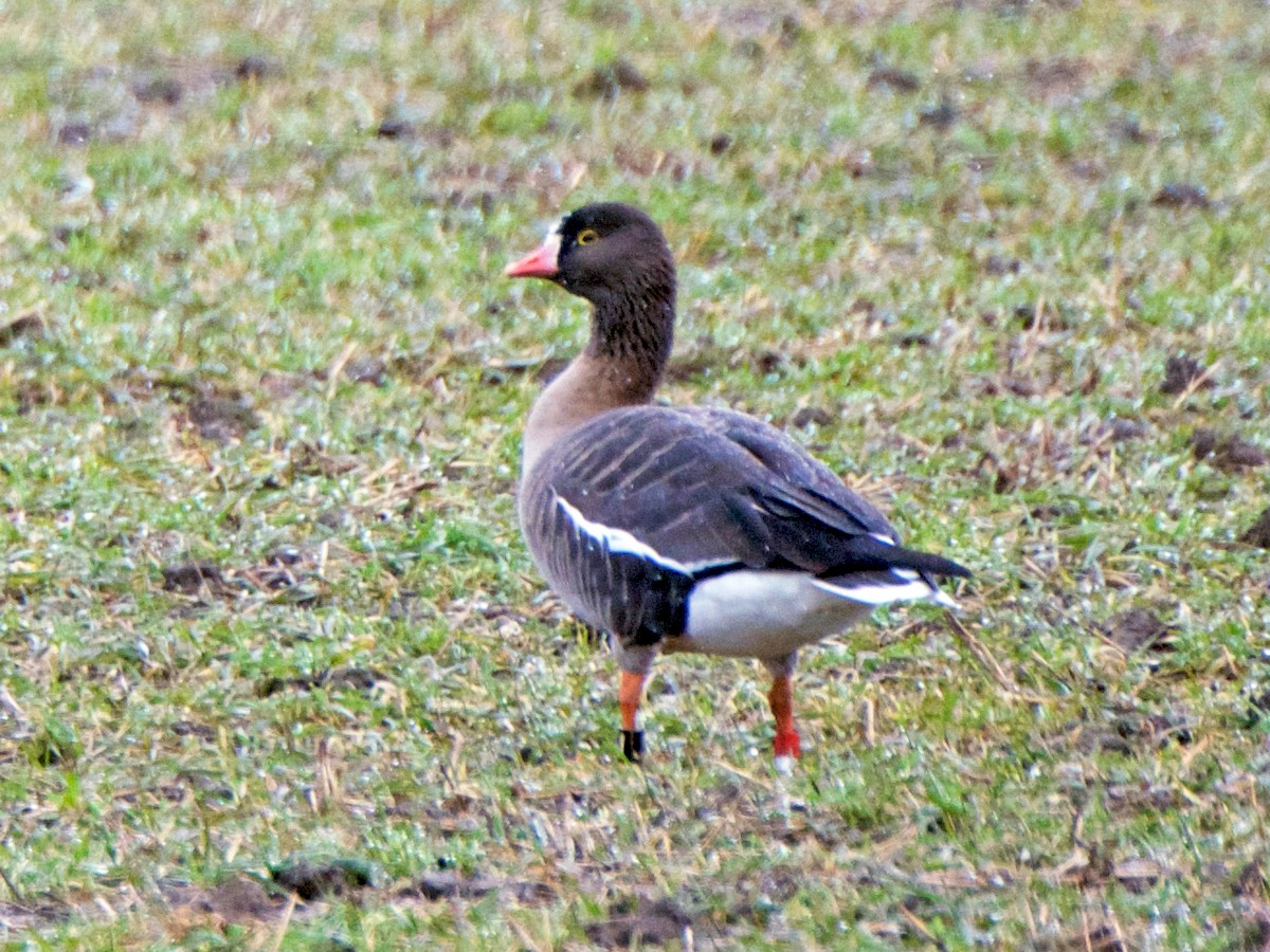 Fjällgås