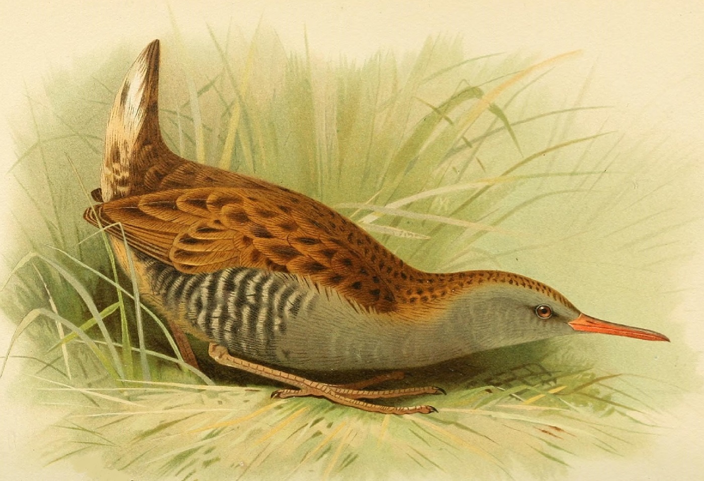 Vattenrall