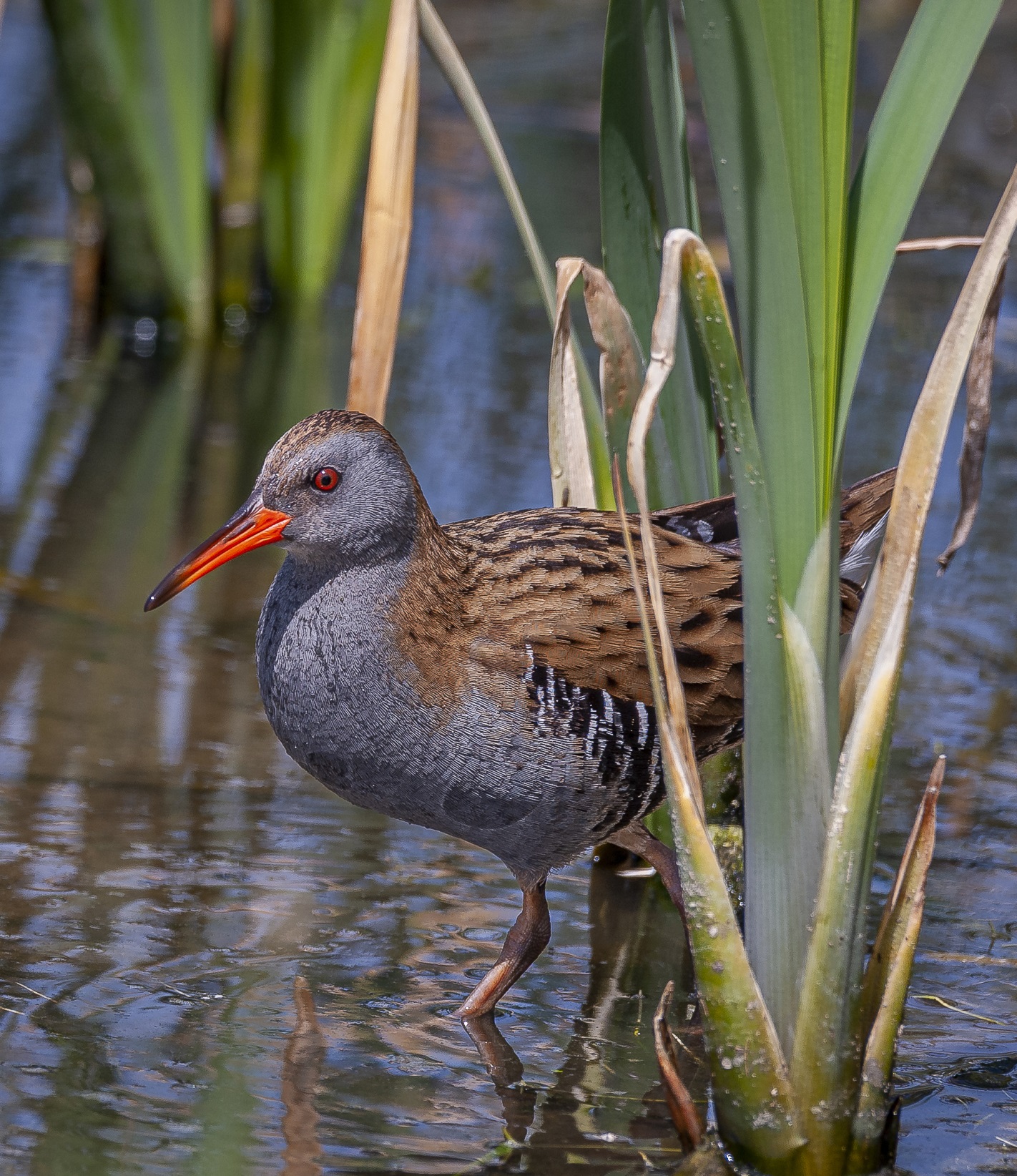 Vattenrall