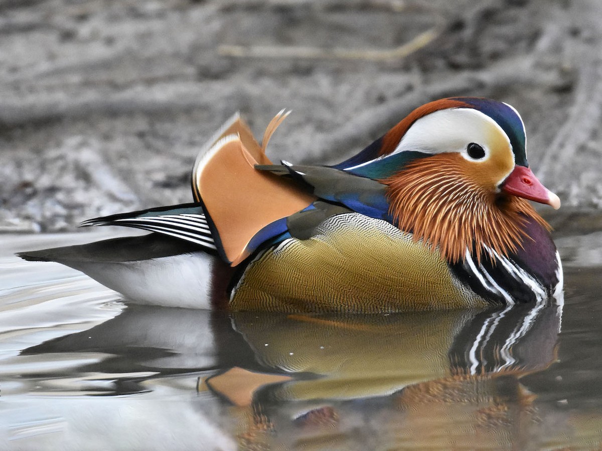 Mandarinand
