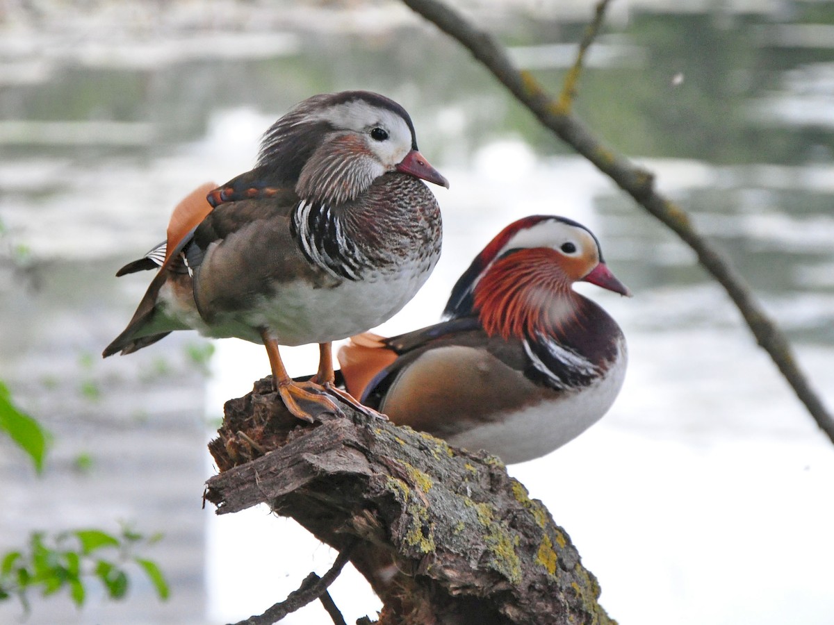 Mandarinand