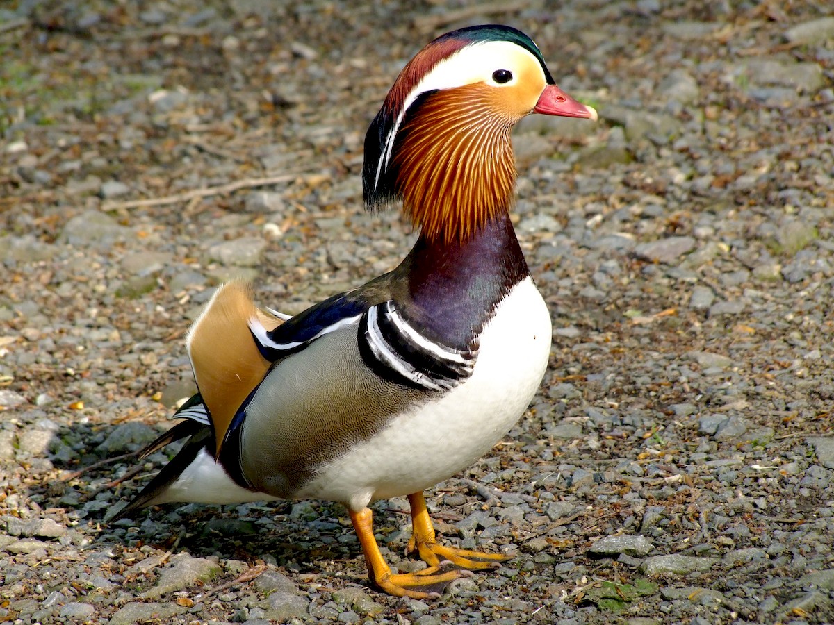 Mandarinand