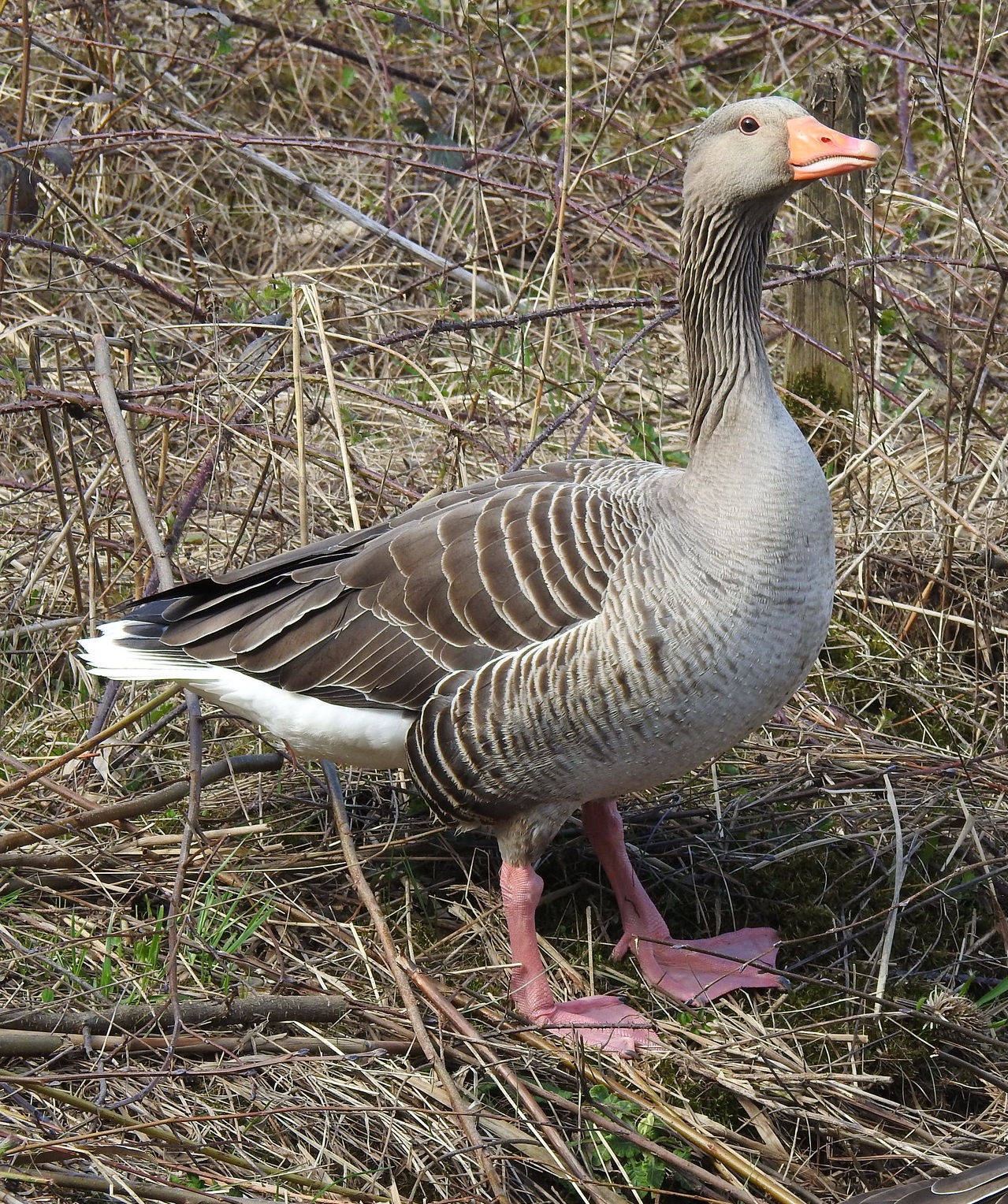 Grågås