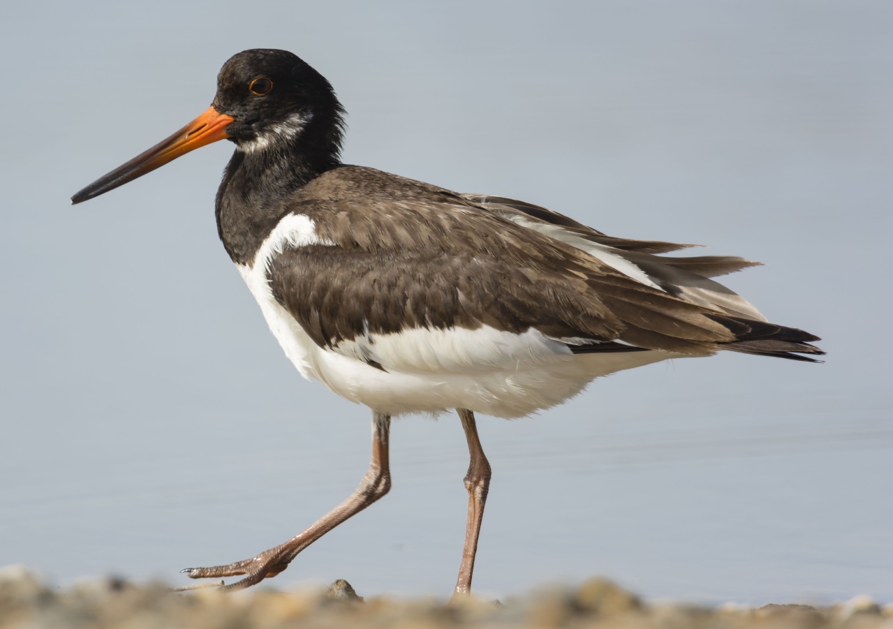 Strandskata