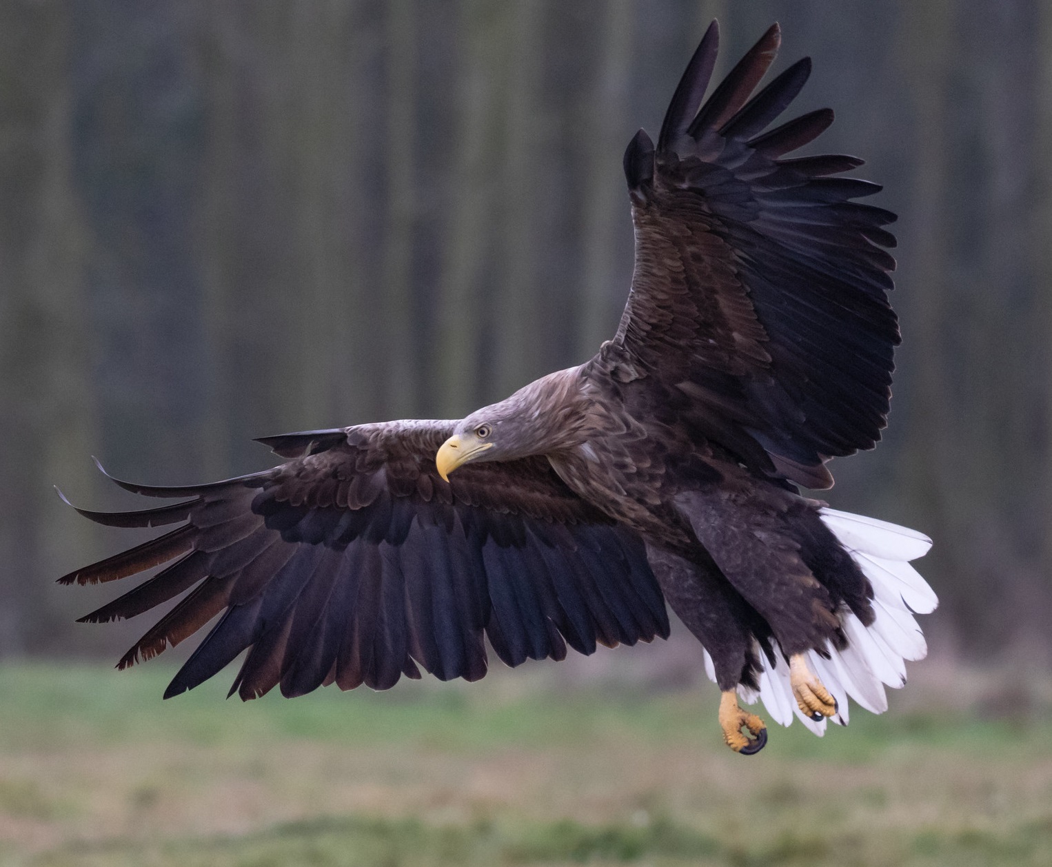 Havsörn