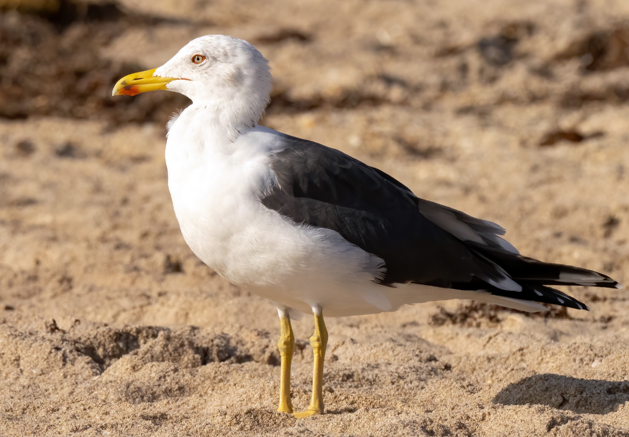 Havstrut