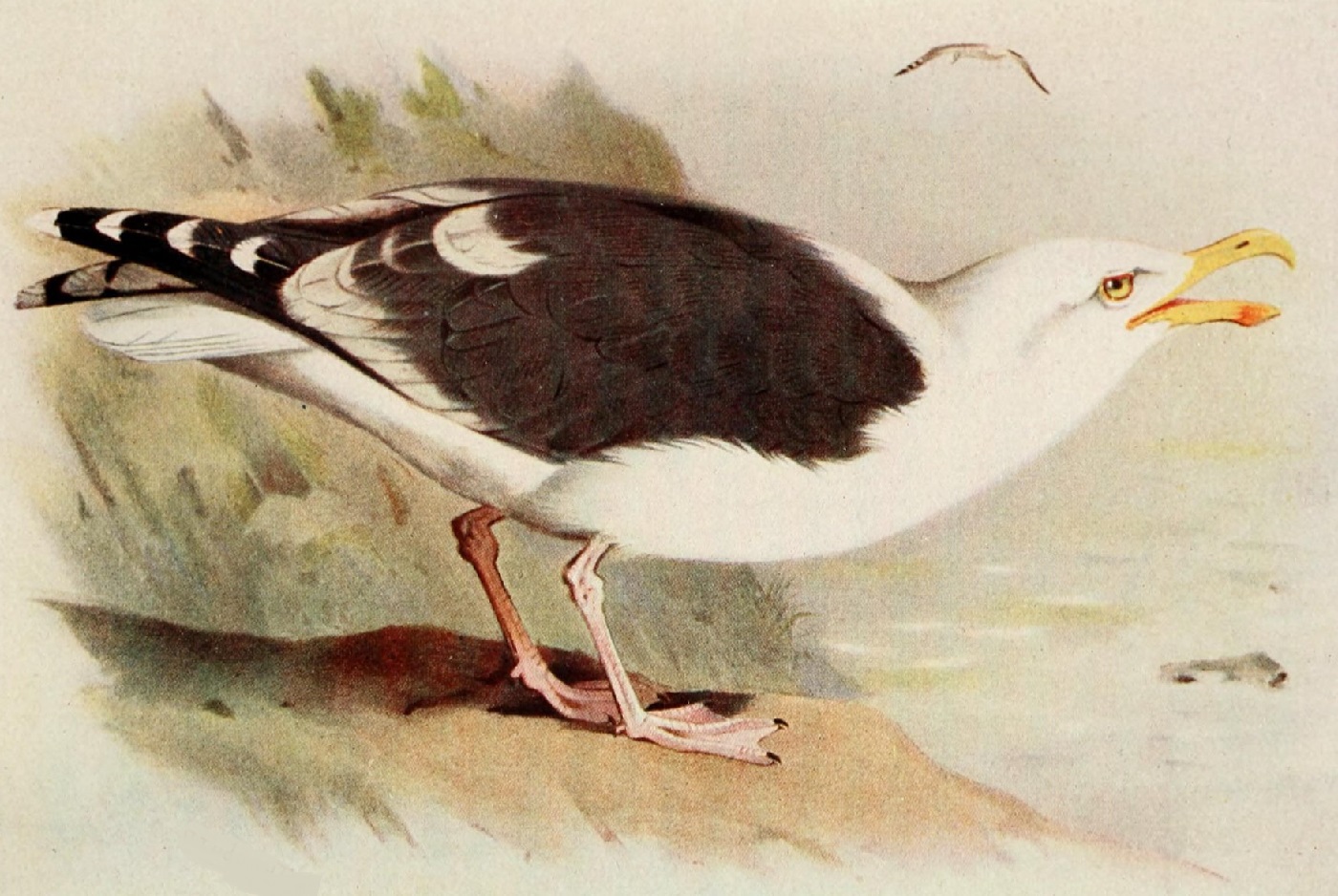 Havstrut