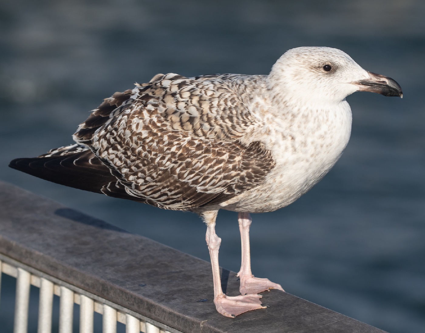 Havstrut