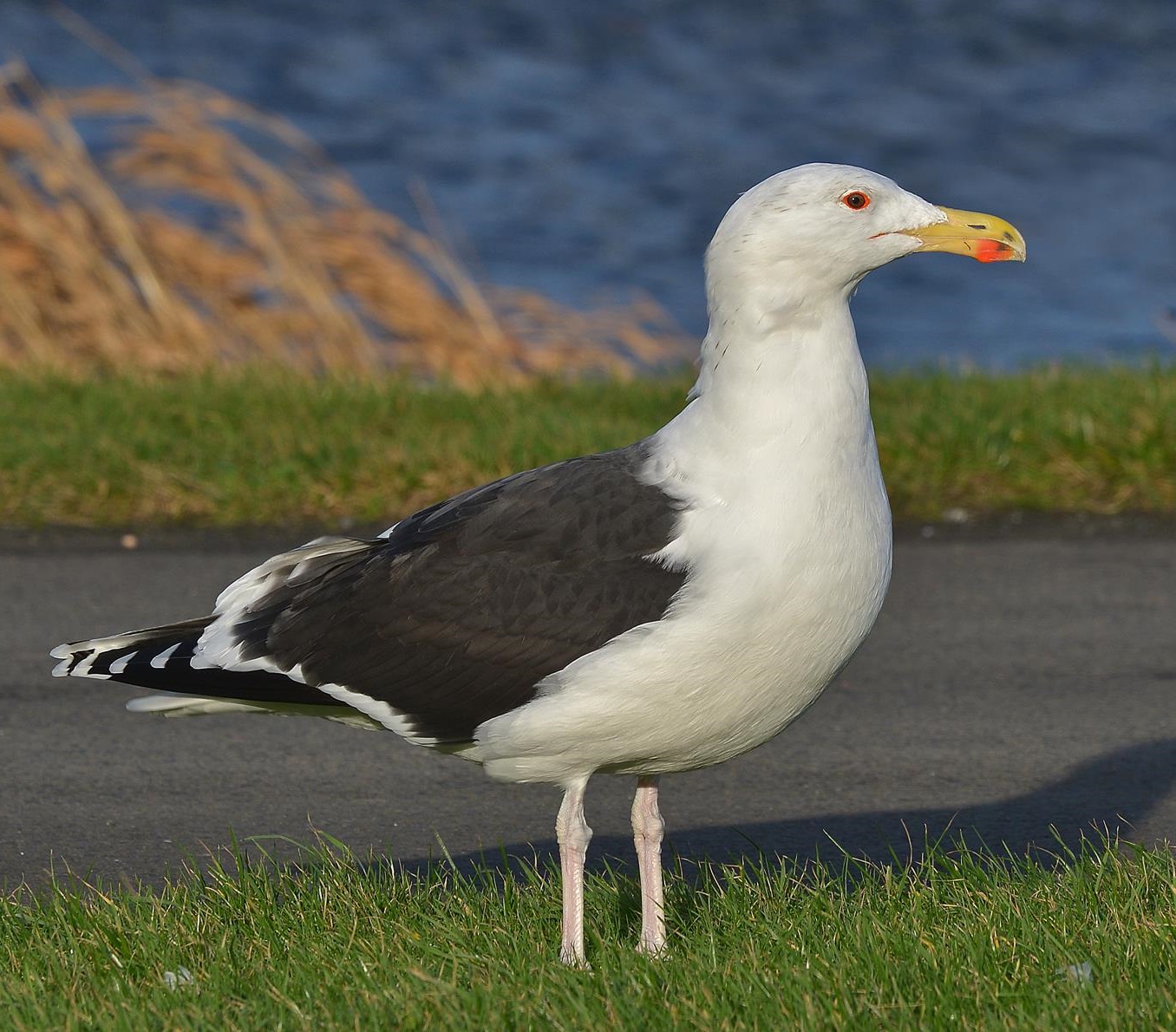 Havstrut
