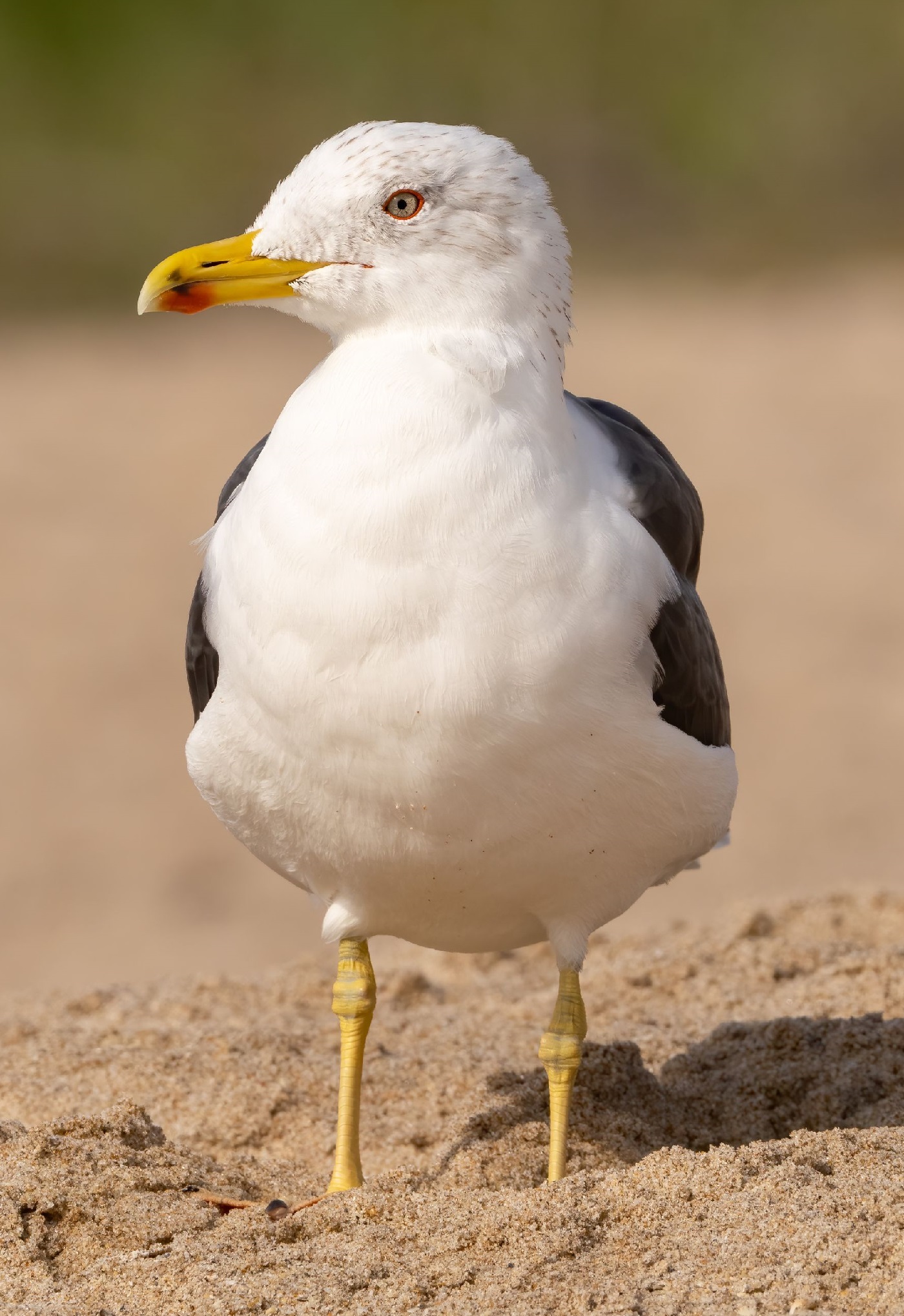 Havstrut