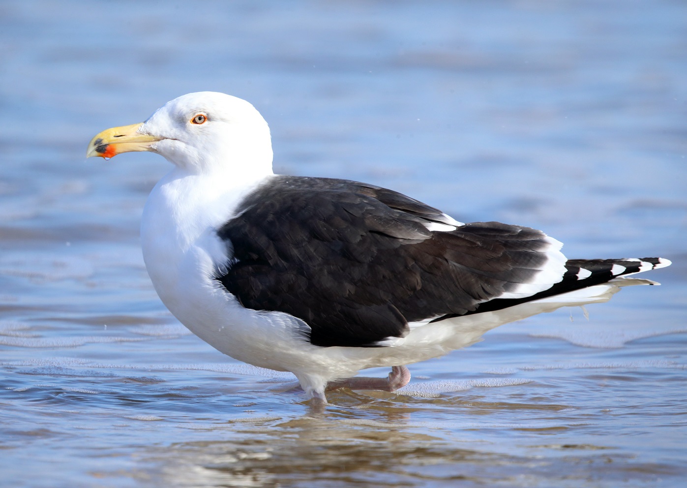 Havstrut
