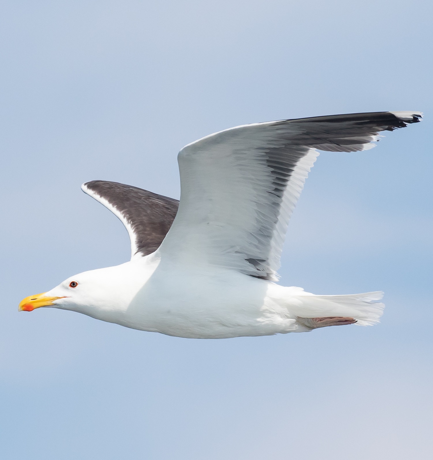 Havstrut