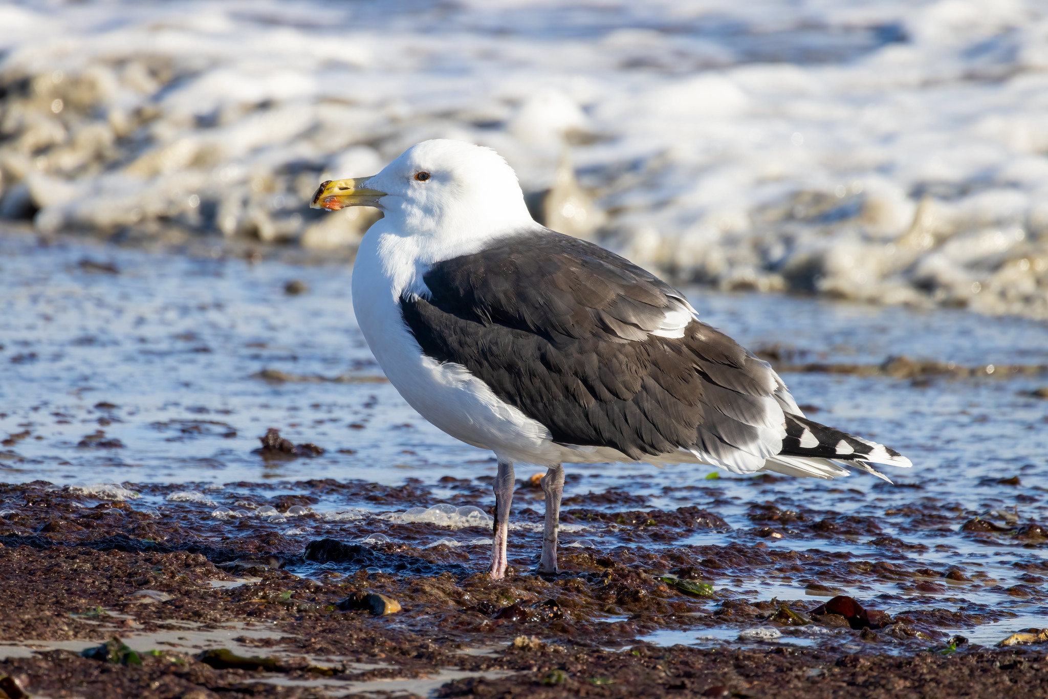 Havstrut