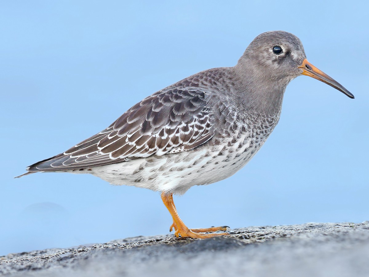 Skärsnäppa