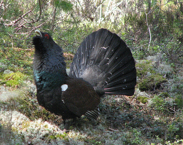 Tjäder