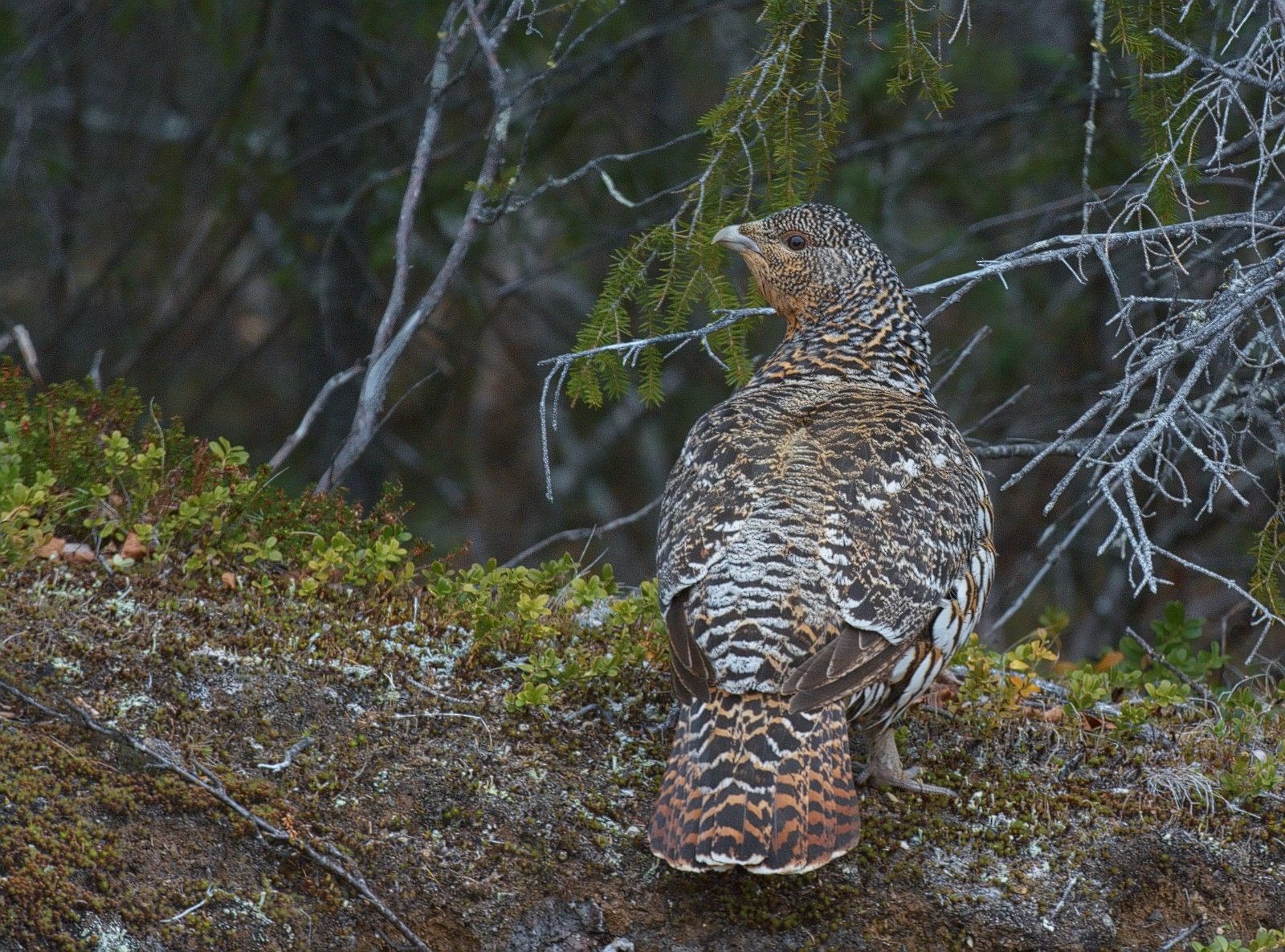 Tjäder