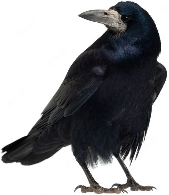 Råka