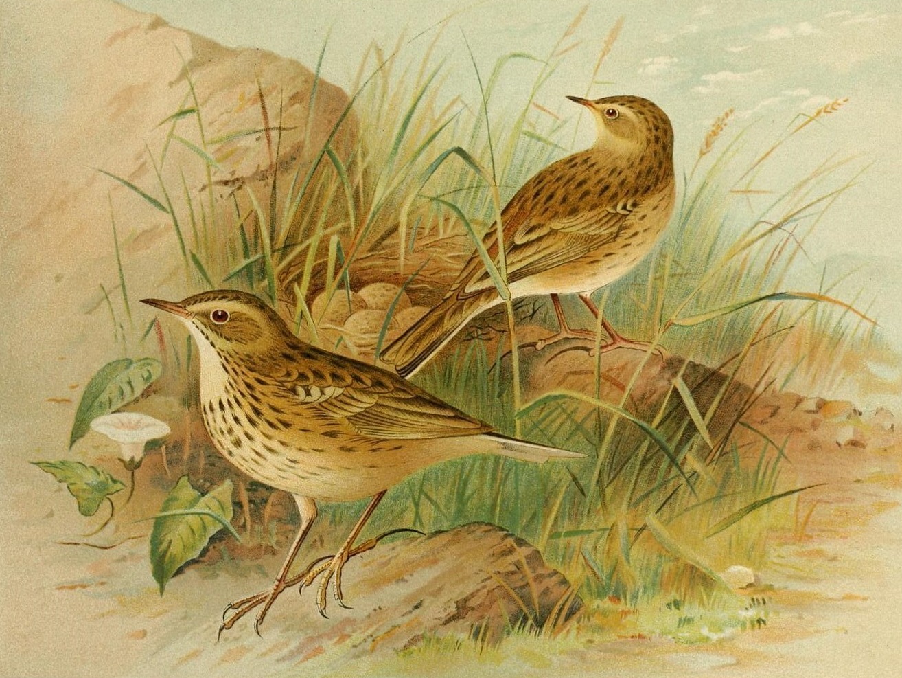 Ängspiplärka