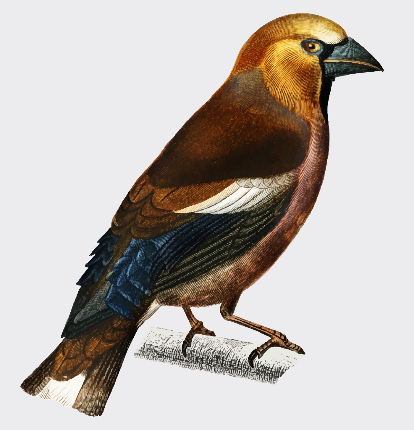 Stenknäck