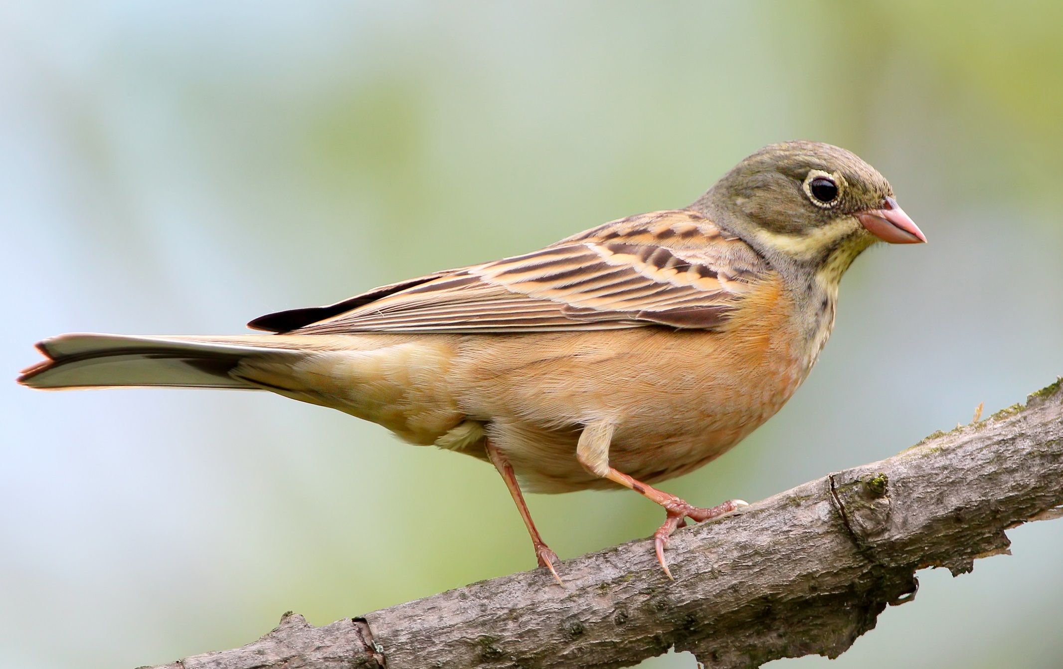 Ortolansparv