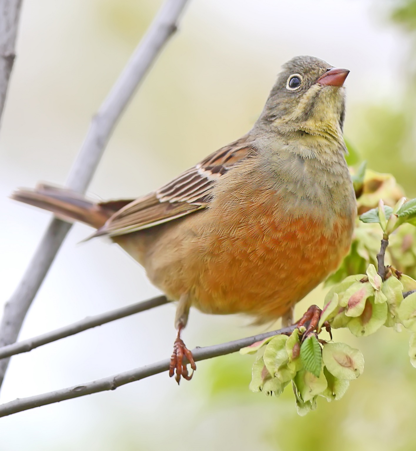 Ortolansparv