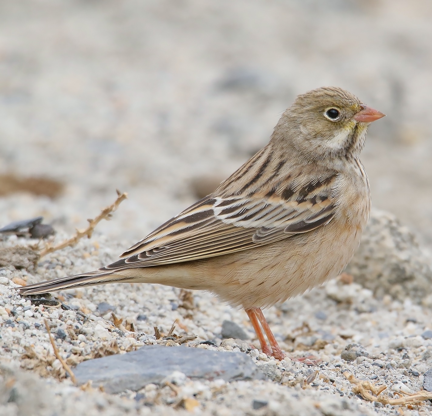 Ortolansparv
