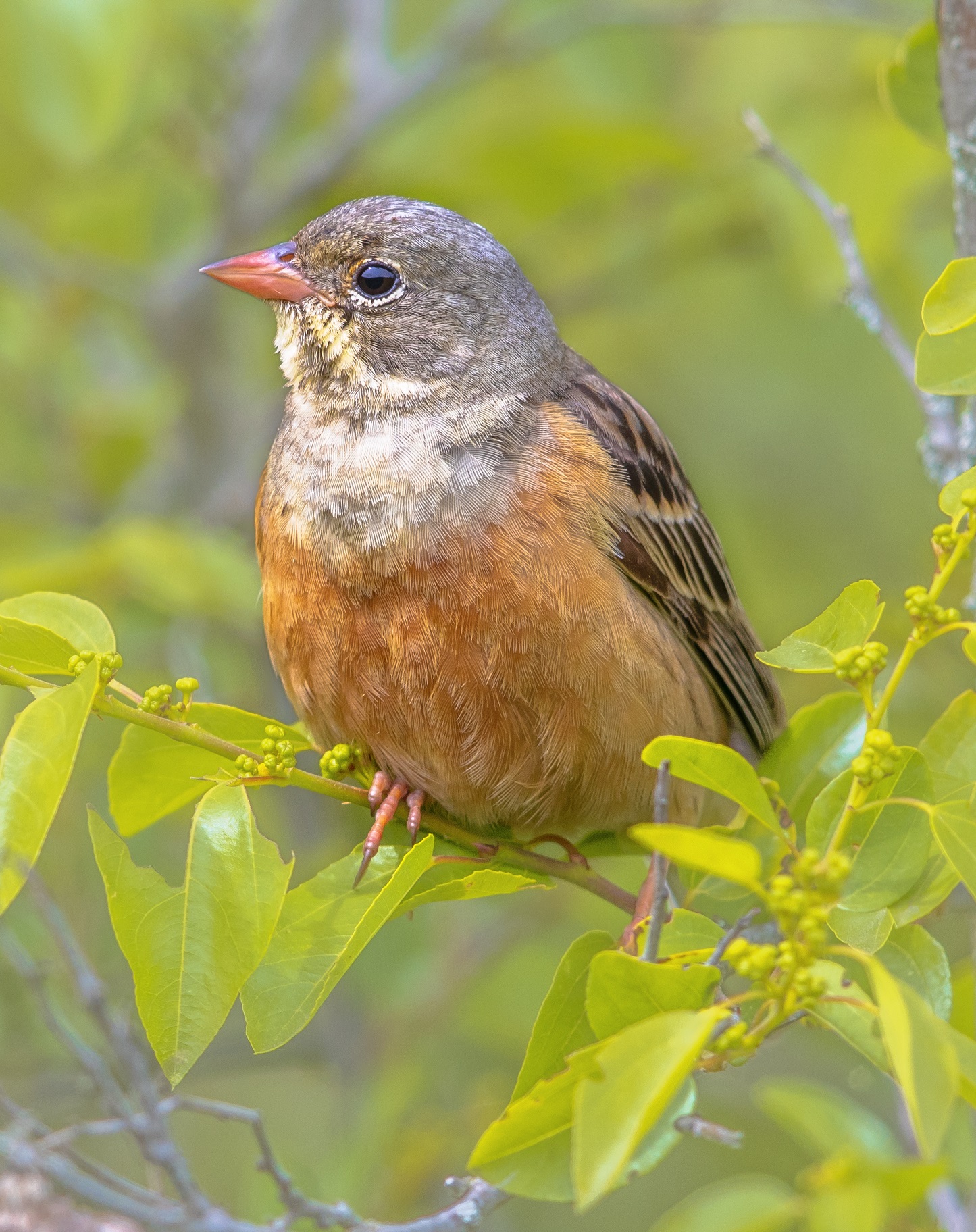 Ortolansparv