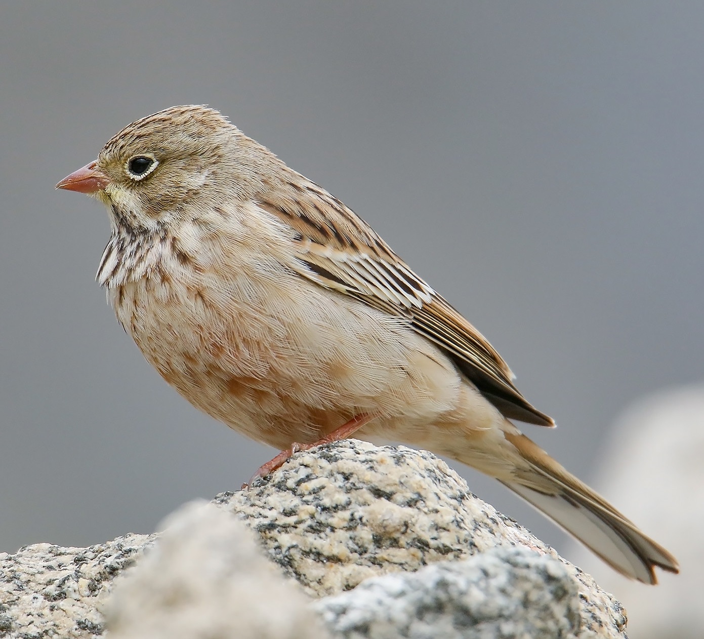 Ortolansparv