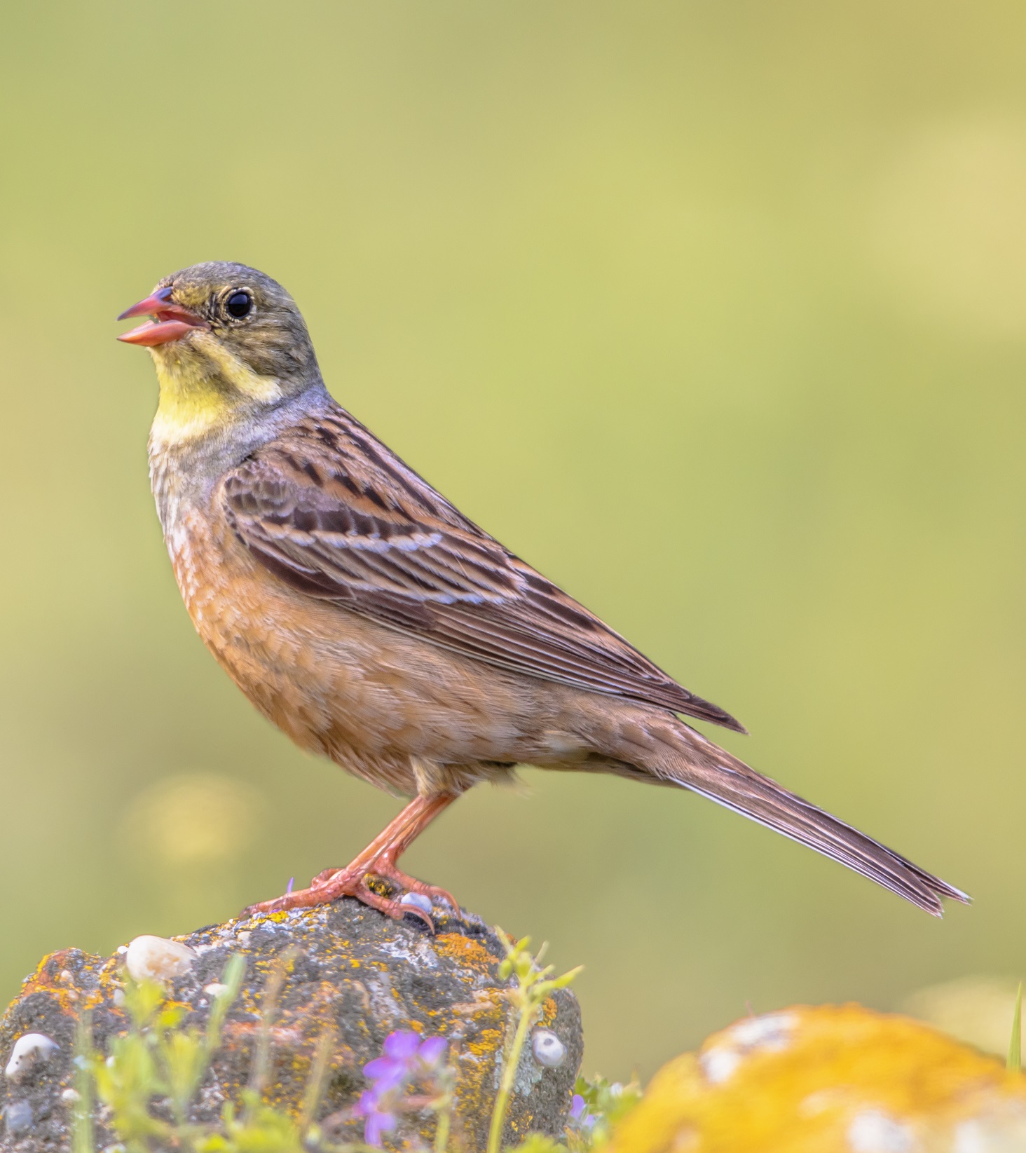 Ortolansparv