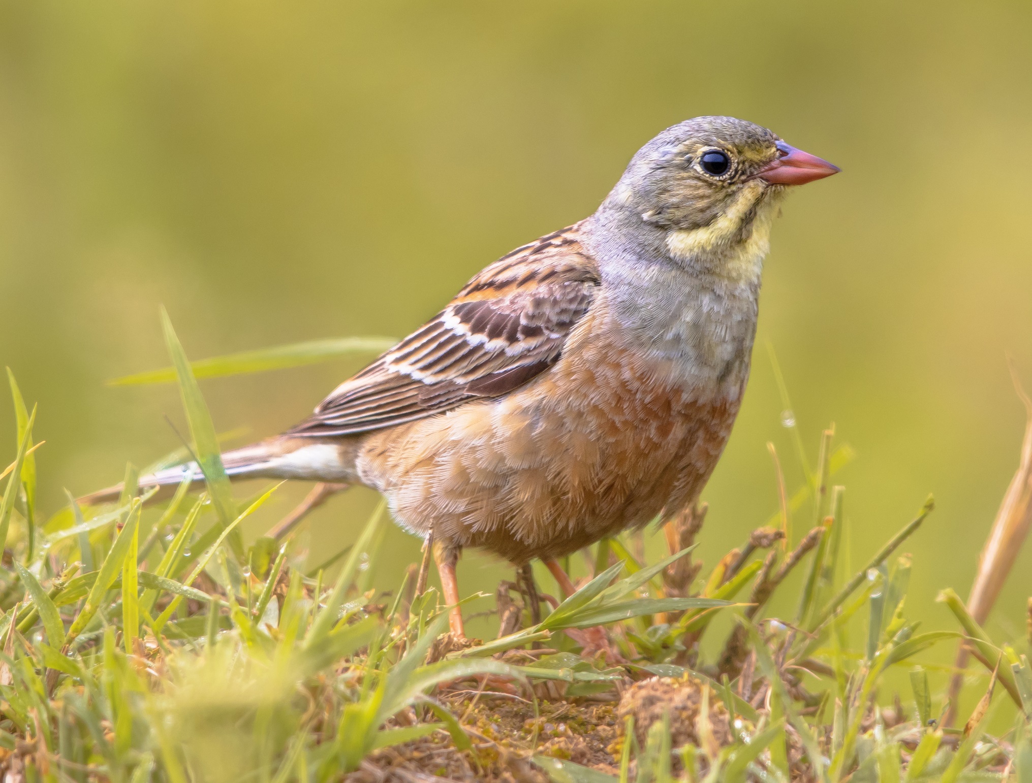 Ortolansparv