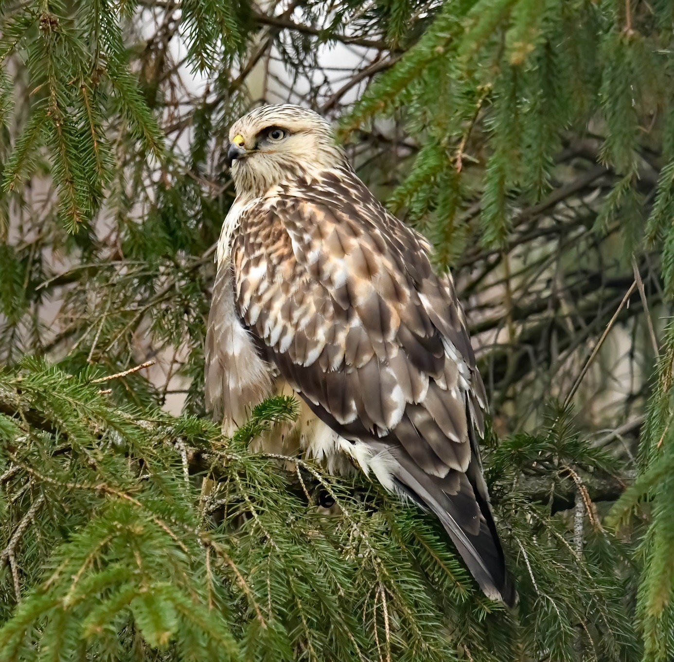 Fjällvråk