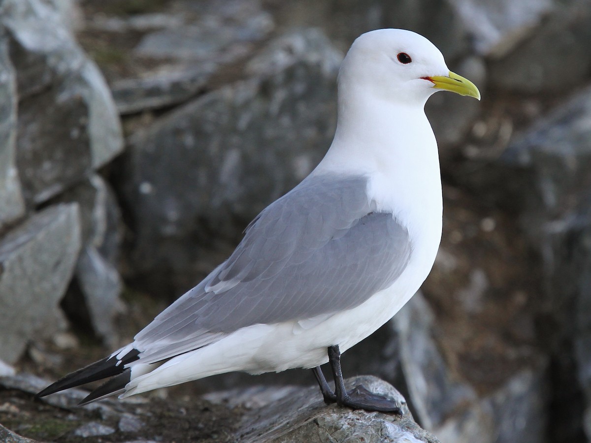 Mindre hackspett