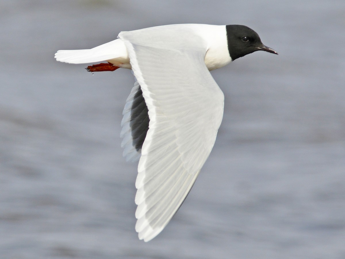 Dvärgmås
