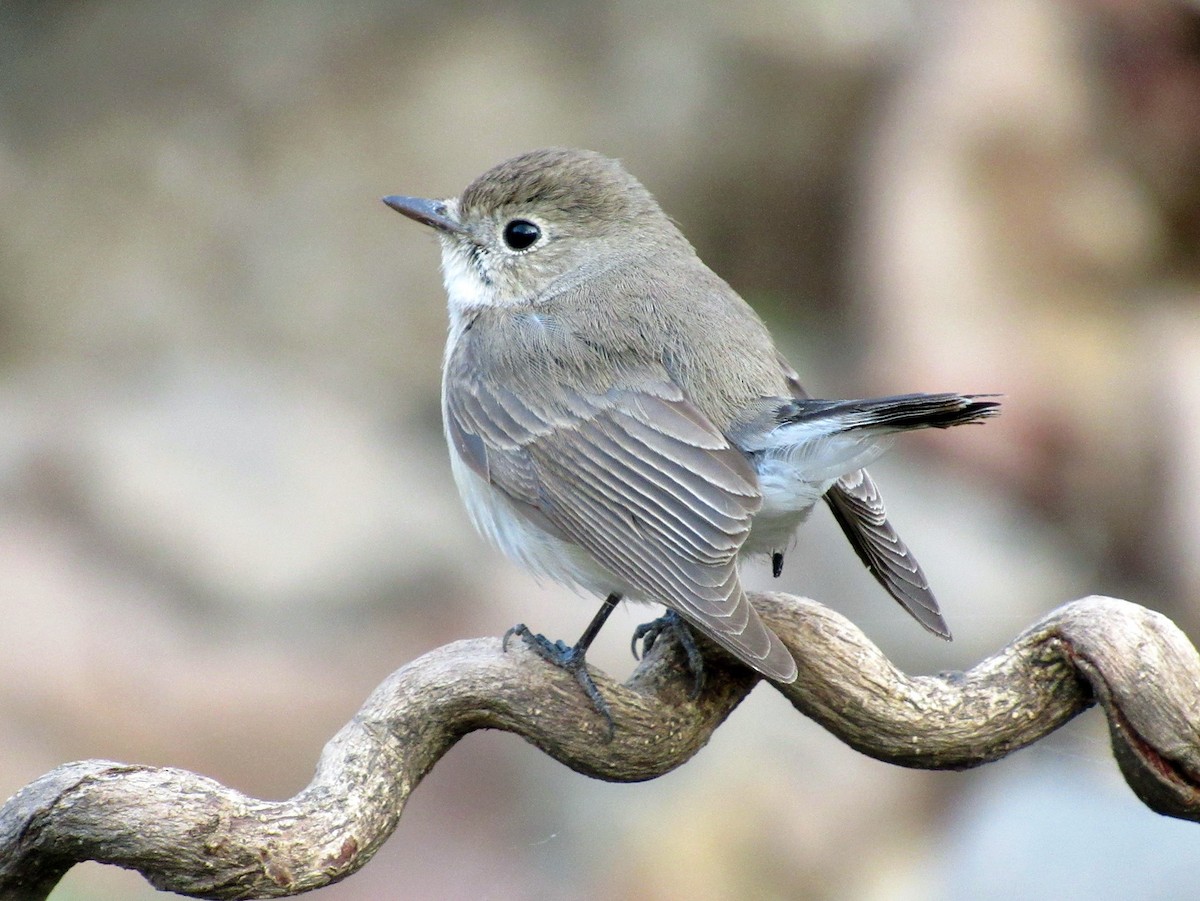 Mindre flugsnappare