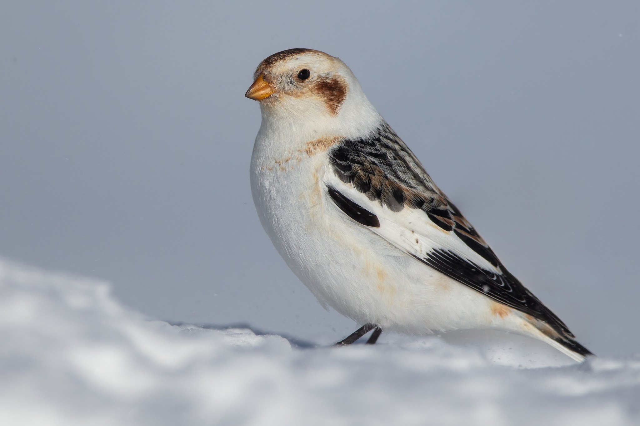 Snösparv