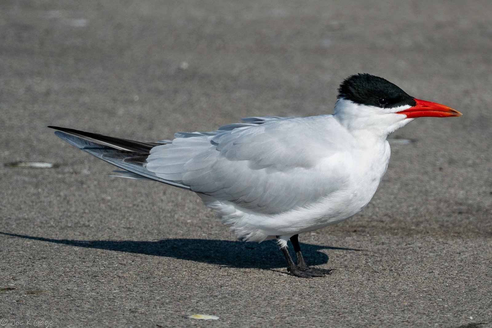 Roskarl