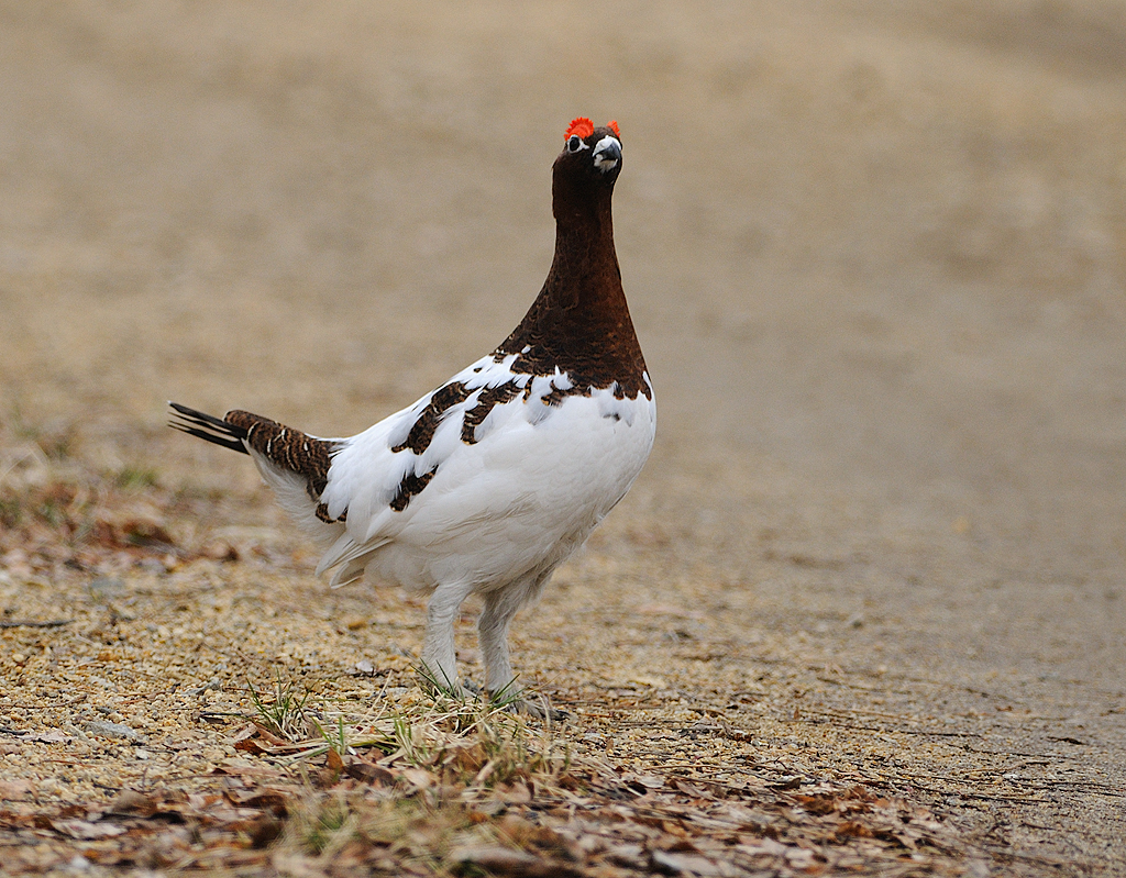Dalripa