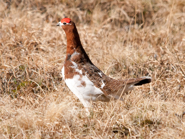 Dalripa