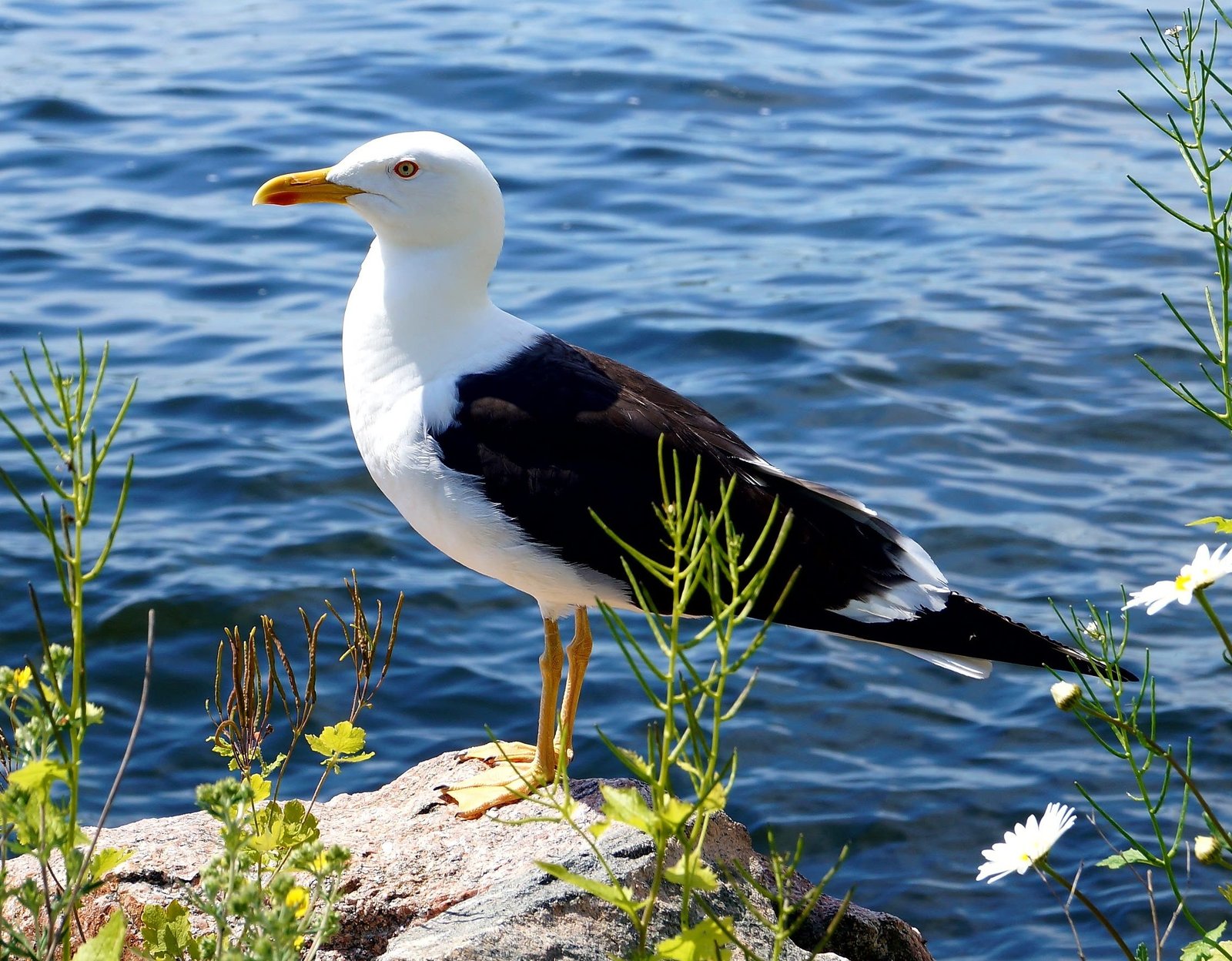 Havstrut